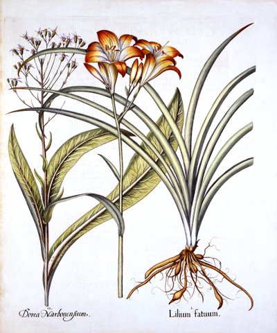 Red-Yellow Day Lily and Groundsel, from Hortus Eystettensis by German School